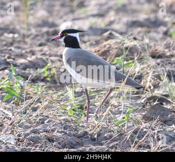 Un lapule à tête noire (Vanellus tectus) qui fourrage dans un champ cultivé. Kaur. La République de Gambie. Banque D'Images