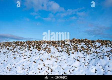 Gros plan d'une pile de betteraves à sucre récoltées sur un champ agricole recouvert de neige en hiver.Agriculture biologique pour la production industrielle de sucre. Banque D'Images