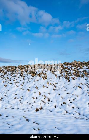 Gros plan d'une pile de betteraves à sucre récoltées sur un champ agricole recouvert de neige en hiver.Agriculture biologique pour la production industrielle de sucre. Banque D'Images