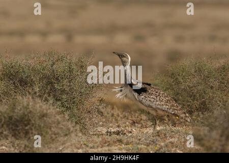 Outarde Houbara, un grand oiseau sur les plaines semi-désertiques de Lanzarote où ils sont une espèce protégée.Vous pouvez avoir à rester sur les pistes ! Banque D'Images