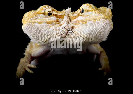 Dragon barbu à deux têtes (Pogona vitticeps) Banque D'Images