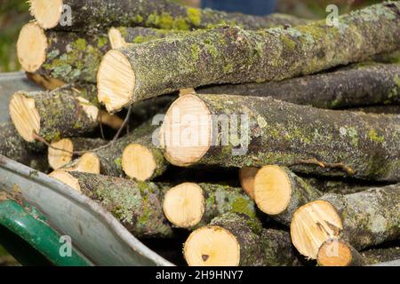 Arrière-plan de bois de chauffage sec, les billes empilées les unes sur les autres dans un tas. Banque D'Images