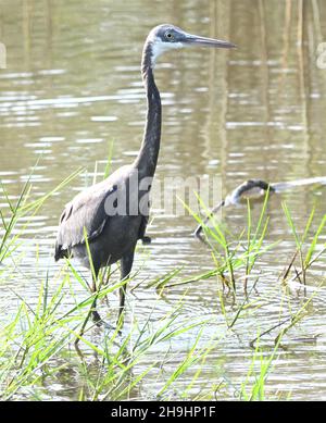 Egretta gularis (Egretta gularis) pêche dans un étang peu profond.Kotu, la République de Gambie. Banque D'Images