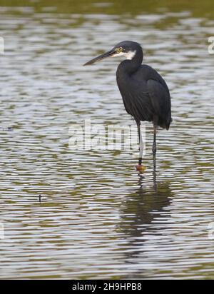 Egretta gularis (Egretta gularis) pêche dans un étang peu profond.Kotu, la République de Gambie. Banque D'Images