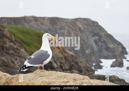 Un gull californien debout sur une falaise à Bodega Head sur la côte de Sonoma en Californie. Banque D'Images