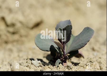 Moricandia est un genre de plantes de la famille des Brassicaceae Banque D'Images