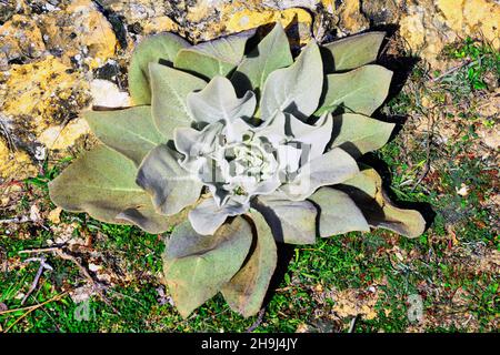 Verbascum - verbasco est un genre de la famille des Scrophulariaceae. Banque D'Images