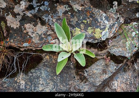 Verbascum - verbasco est un genre de la famille des Scrophulariaceae. Banque D'Images