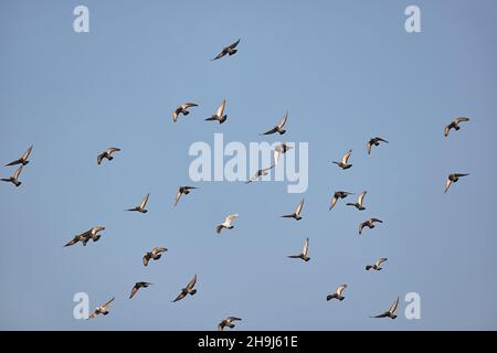 Les oiseaux voleront dans ciel nuageux Banque D'Images