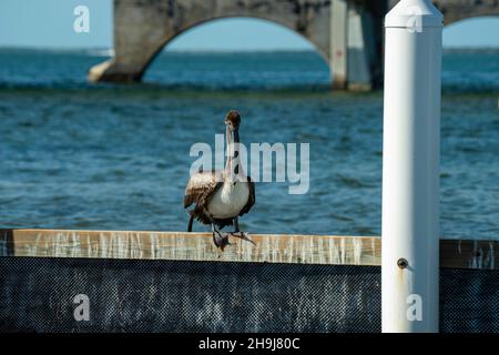 Un pélican brun (Pelecanus occidentalis) roostes près de Big Pine Key, avec l'autoroute outre-mer en arrière-plan.Big Pine Key, Floride, États-Unis. Banque D'Images