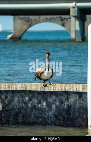 Un pélican brun (Pelecanus occidentalis) roostes près de Big Pine Key, avec l'autoroute outre-mer en arrière-plan.Big Pine Key, Floride, États-Unis. Banque D'Images