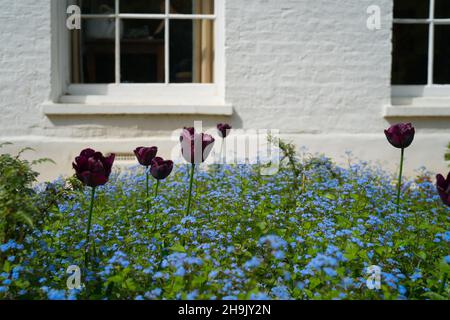 Vues sur Forget-me-nots (également connu sous le nom de scorpion graminées) et tulipes pourpres à Pembroke Lodge à Richmond Park, Londres.Date de la photo : jeudi 3 mai 2018.Le crédit photo devrait se lire: Richard Gray/EMPICS Banque D'Images