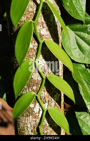 Plantes de vanille.À partir d'une série de photos de voyage à Kerala, Inde du Sud.Date de la photo : dimanche 12 janvier 2020.Le crédit photo devrait se lire: Richard Gray/EMPICS Banque D'Images