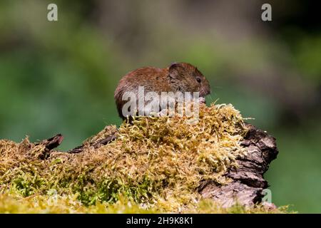 Bank vole (Clethrionomys glareolus) adulte debout sur l'alimentation de souches mossy, Suffolk, Angleterre, mai Banque D'Images
