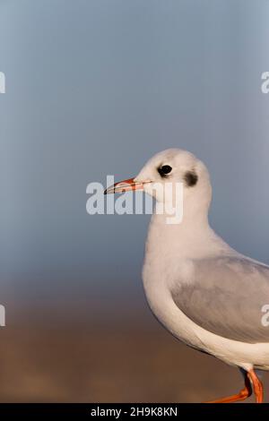 Mouette à tête noire (Larus ridibundus), portrait d'hiver pour adultes, Suffolk, Angleterre, décembre Banque D'Images