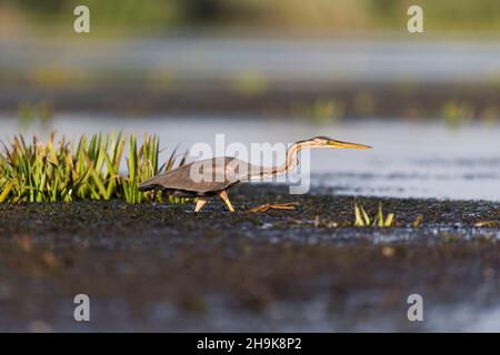 Héron violet (Ardea purpurea) adulte, passage à gué, Delta du Danube, Roumanie, juin Banque D'Images