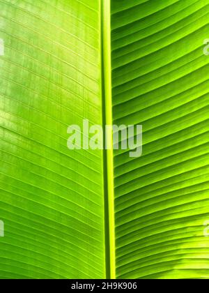 Assiette de feuilles verte et texture de la grande feuille de palmier Banque D'Images