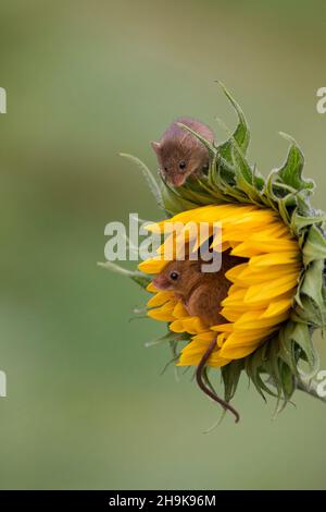 Harvest Mouse (Micromys minutus) adulte et jeune debout sur le tournesol, Suffolk, Angleterre, septembre, conditions contrôlées Banque D'Images