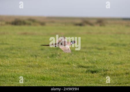 Faisan commun (Phasianus colchicus) adulte mâle volant au-dessus du marais de pâturage, Suffolk, Angleterre, Royaume-Uni, octobre Banque D'Images