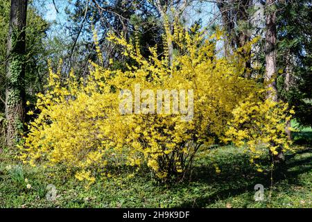 Branches d'un grand Bush de fleurs jaunes de Forsythia plante connue sous le nom d'arbre de Pâques, dans un jardin dans un jour ensoleillé de printemps, fond floral photographié Banque D'Images