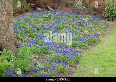 Fleurs de jacinthe de raisin (Muscari armeniacum), plantes bulbes fleuries au printemps dans un jardin britannique fleuri Banque D'Images