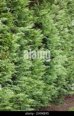 Couverture de type Evergreen leylandii, détail de la couverture des limites des conifères dans un jardin britannique Banque D'Images