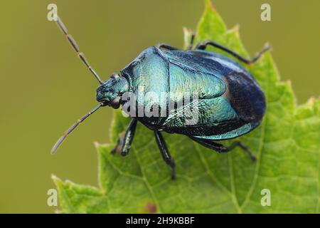 Insecte de protection bleu (Zicrona caerulea) perché sur la feuille.Tipperary, Irlande Banque D'Images