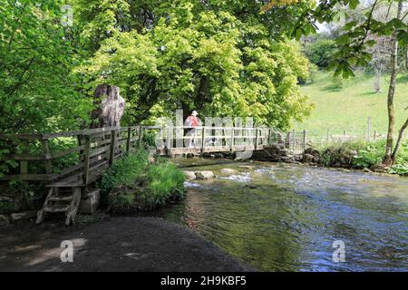 Une femme marchant son chien traversant la rivière Dove à Beresford Dale sur le Staffordshire, frontière du Derbyshire, Peak District National Park, Angleterre, Royaume-Uni Banque D'Images