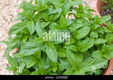 Plante de menthe poussant dans un pot.Menthe verte fraîche (mentha spicata) dans un jardin d'herbes, Royaume-Uni Banque D'Images