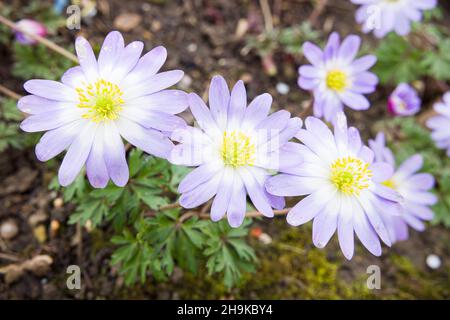 Fleurs d'anémone blanda, anémone balkanique ou fleur venteuse d'hiver, plantes vivaces fleurissant au printemps dans une frontière de jardin britannique Banque D'Images