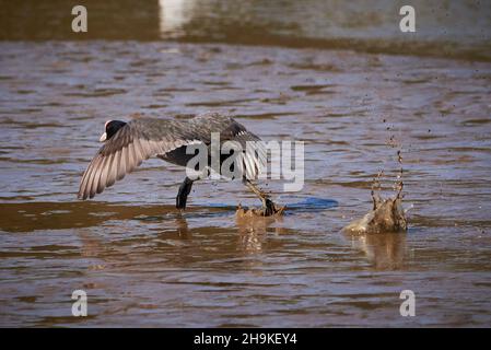 La course à pied eurasienne sur l'eau ( Fulica Atra ) Banque D'Images