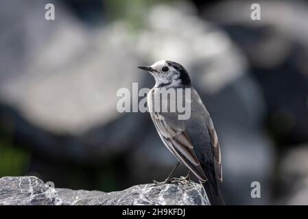 Un petit oiseau se lapira sur la pierre, Motacilla alba Banque D'Images