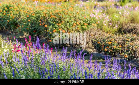 Fleurs dans un paysage de Sagaponack Banque D'Images