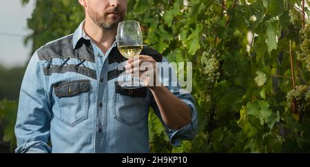 enologiste de culture avec des verres de vin. sommelier. fermier boit du vin. santé. vinedresser boit. Banque D'Images