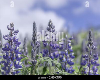 Fleurs de lupin pourpres (Lupinus polyphyllus) dans le champ, nuages blancs dans le ciel. Arrière-plan flou et pâle avec espace de copie. Banque D'Images