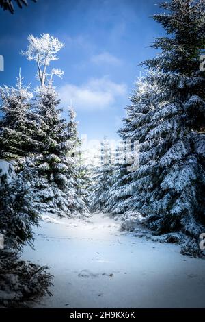 Paysage de pinède enneigé en hiver. Personne. Banque D'Images