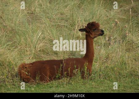 Une alpaga brune se trouve dans l'herbe.Le lama de montagne, vu du côté. Banque D'Images