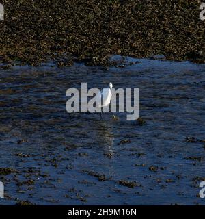 Egret blanc vu dans les eaux peu profondes, reconnu par la taille et le pied jaune. Banque D'Images