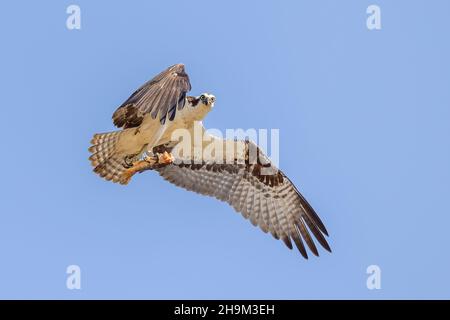 Osprey avec du poisson à Talons Ontario Canada Banque D'Images