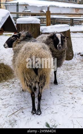 Deux moutons debout dans un jardin enneigé, l'un avec son dos à la caméra, l'autre - regardant la caméra. Banque D'Images