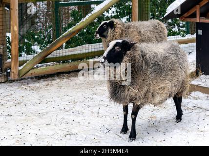 Deux moutons debout dans une cour enneigée, abattus sur le côté. Banque D'Images