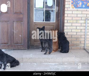 Les chiens affamés attendent leurs propriétaires près du magasin Banque D'Images