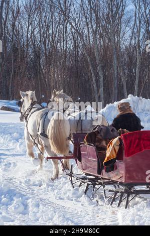 Promenade en traîneau d'hiver, Allegra Farm, East Haddam, Connecticut, États-Unis Banque D'Images