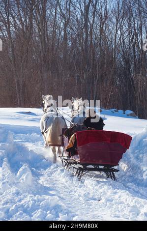 Promenade en traîneau d'hiver, Allegra Farm, East Haddam, Connecticut, États-Unis Banque D'Images