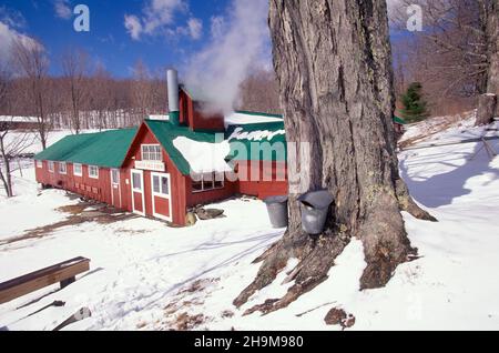 Maple Sugaring, South face Farm, Ashfield, Massachusetts, États-Unis Banque D'Images