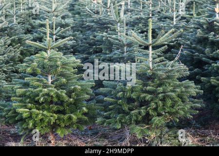 Plantation de sapin Nordmann au Danemark Banque D'Images