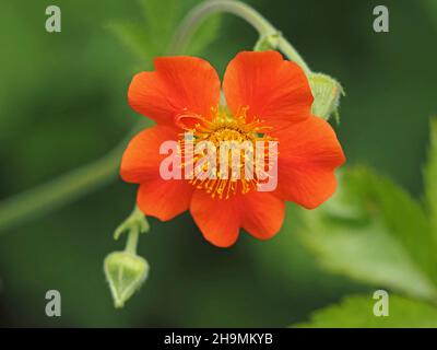 Fleur et bourgeon d'avens orange nains ou d'avens rouges (Geum coccineum) avec de nombreuses étamines jaune vif Cumbria, Angleterre, Royaume-Uni Banque D'Images