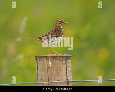 Alert Meadow Pipit (Anthus pratensis) avec de la nourriture dans un bec debout sur une clôture en bois à la réserve naturelle RSPB de St Aidan, Yorkshire, Angleterre, Royaume-Uni Banque D'Images