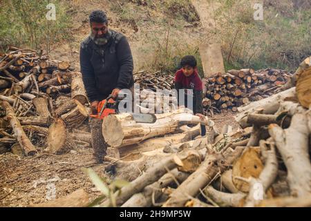 Gaza, Palestine.07ème décembre 2021.Raed Abd El-Aal et Soliman ont vu travailler.Raed Abd El-Aal, âgé de 52 ans, travaille comme bûcheron depuis trente ans dans la ville de Gaza avec ses fils;Tamer, 25 ans et Soliman, 12 ans, peut couper 150 tonnes d'arbres en 24 heures seulement, il a également une équipe qui l'aide à transférer et à recueillir les arbres des champs de la bande de Gaza.Crédit : SOPA Images Limited/Alamy Live News Banque D'Images