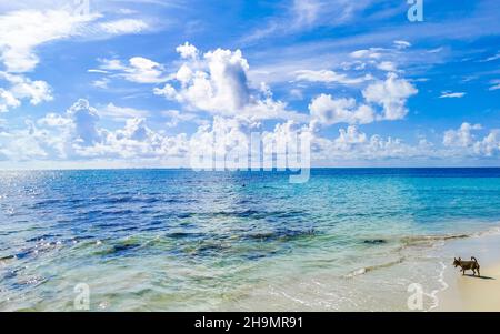 Le petit chien est à l'horizon à la vue panoramique de la plage mexicaine tropicale de Playa 88 et Punta Esmeralda à Playa del Carmen Mexique. Banque D'Images